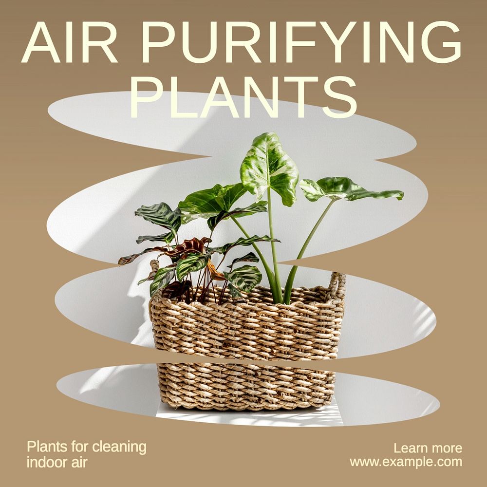 Air purifying plants Instagram post template