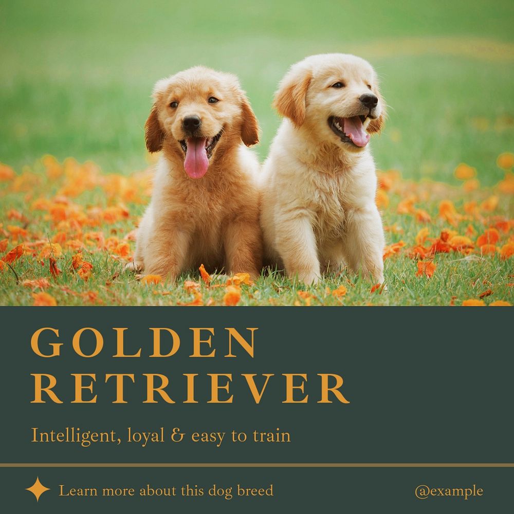 Golden retriever  Instagram post template, editable design