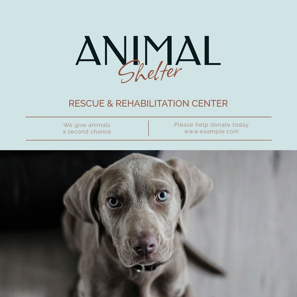 Animal shelter  Instagram post template, editable design