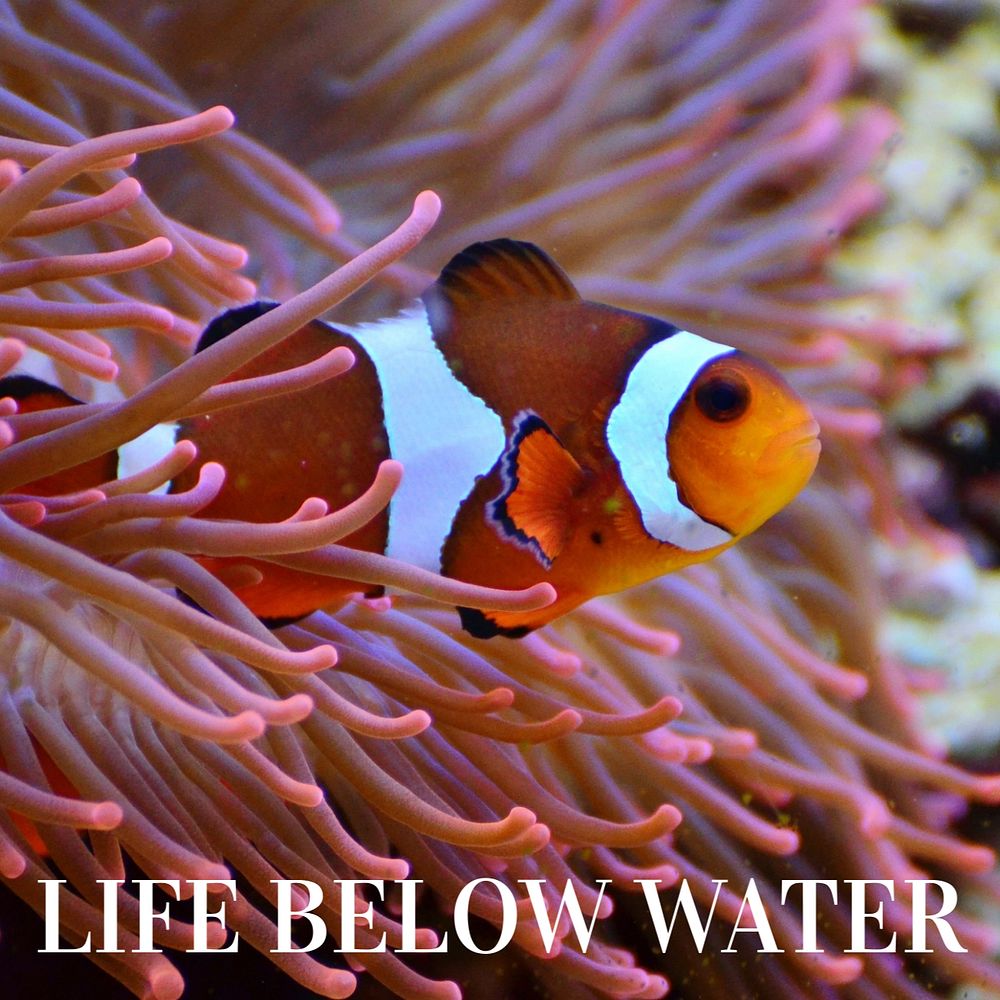 Life below water Instagram post template, editable design