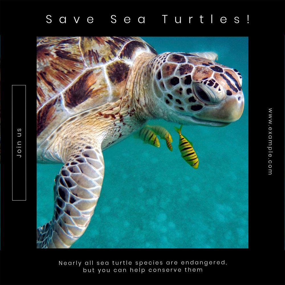 Save sea turtles Instagram post template, editable text