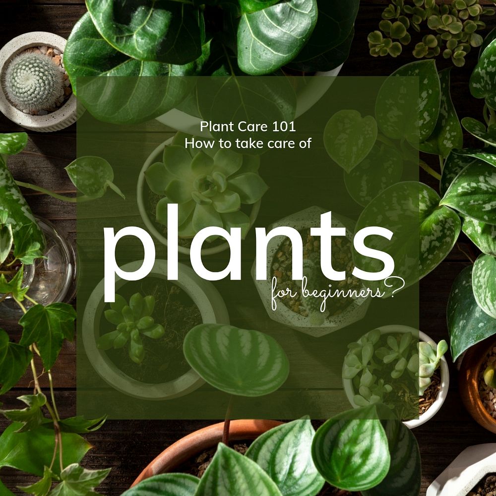 Plants care Instagram post template, editable design