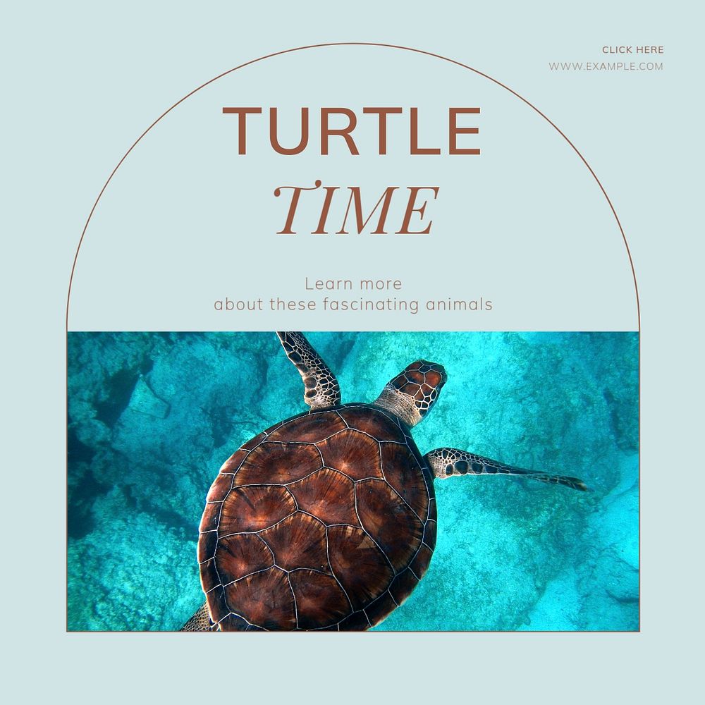 Turtles Facebook post template, editable social media ad