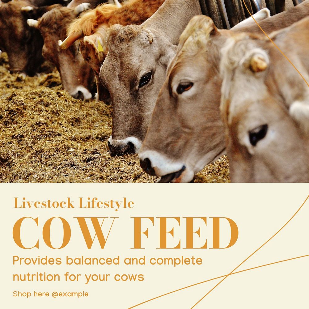 Cow feed Instagram post template, editable text