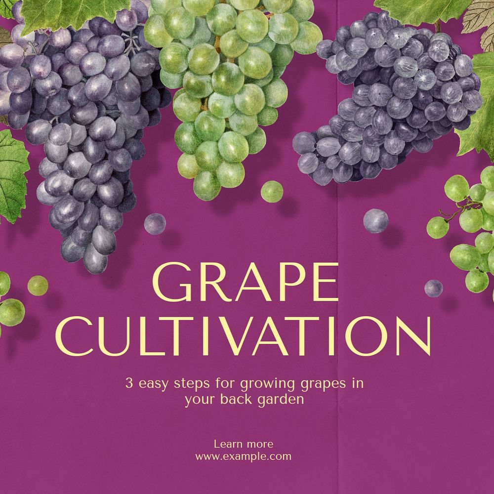 Grape cultivation Instagram post template, editable text