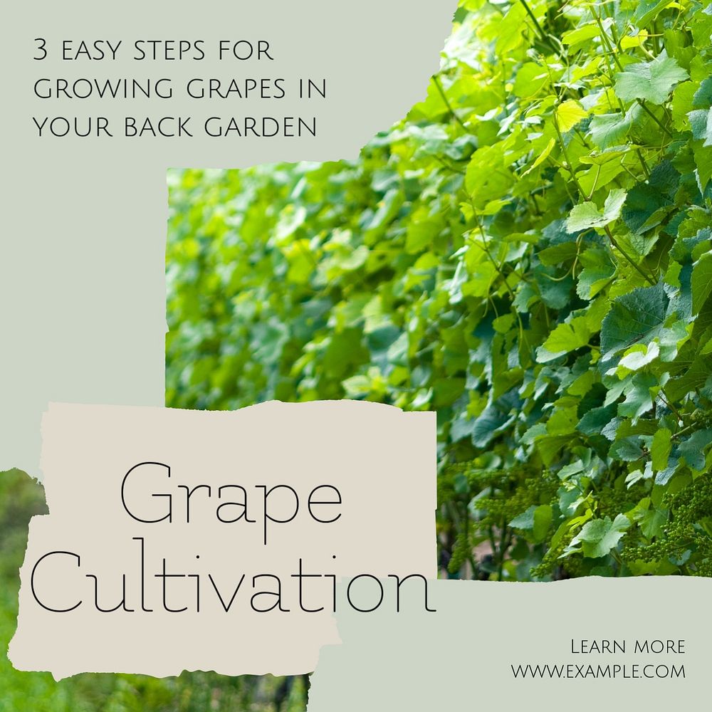 Grape cultivation Instagram post template, editable text