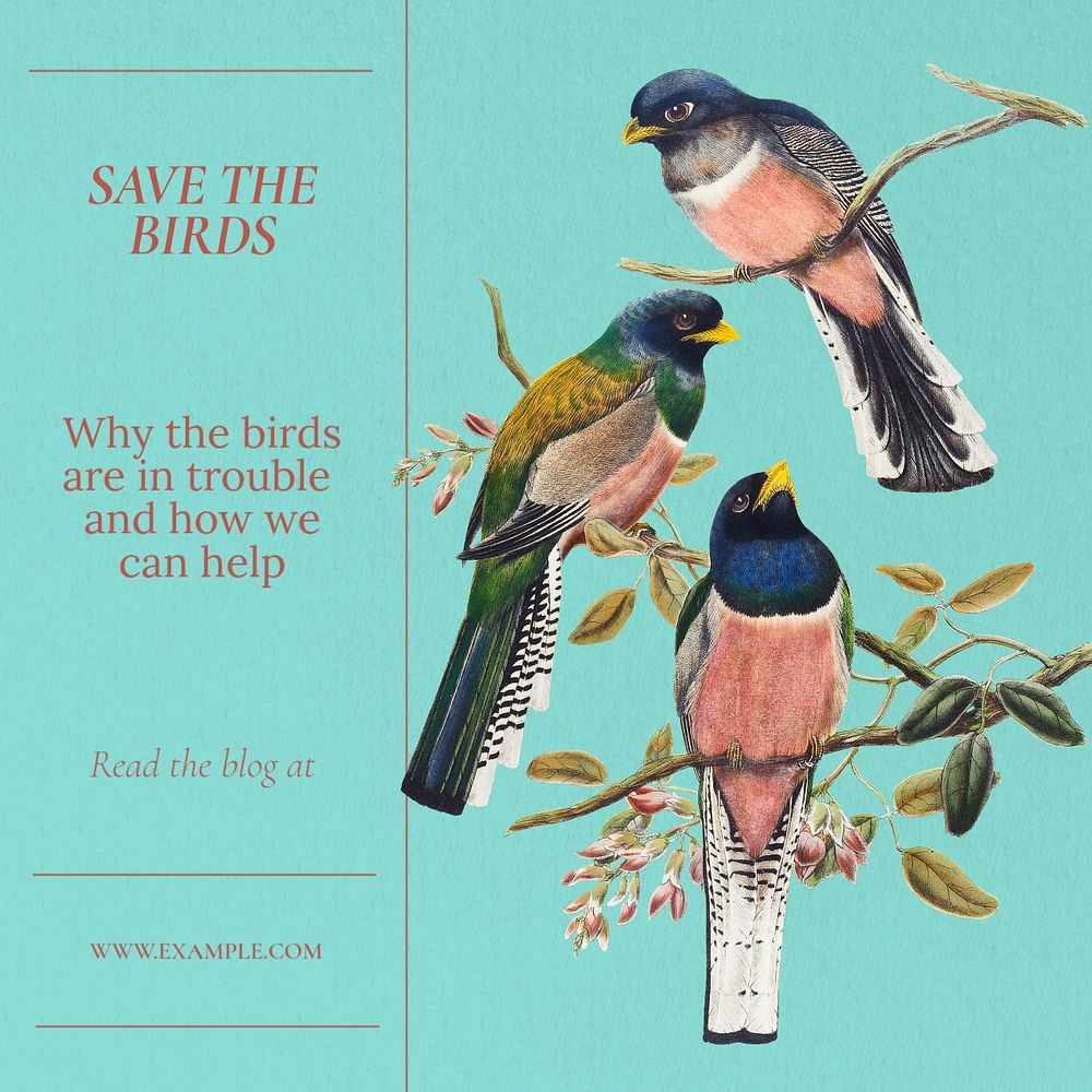 Save the birds Instagram post template, editable text