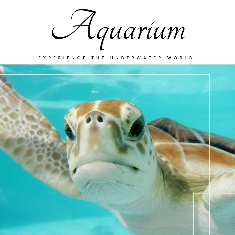 Aquarium Instagram post template, editable text