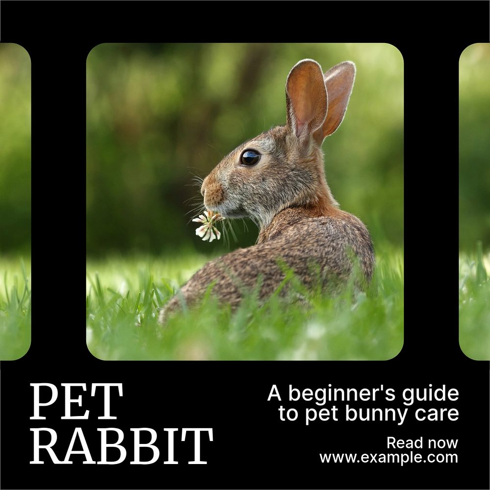 Pet rabbit Instagram post template, editable text