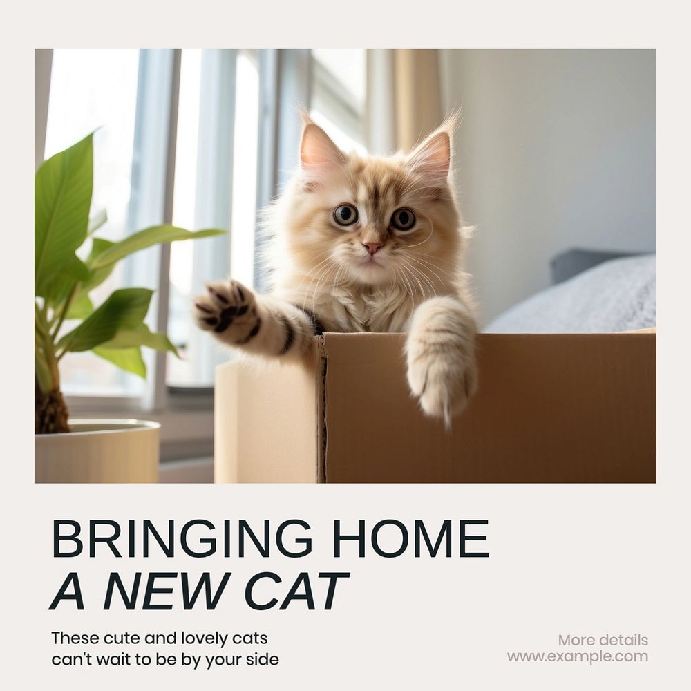 Adopt cat Instagram post template, editable text