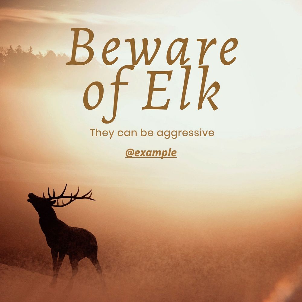 Beware of elk Instagram post template