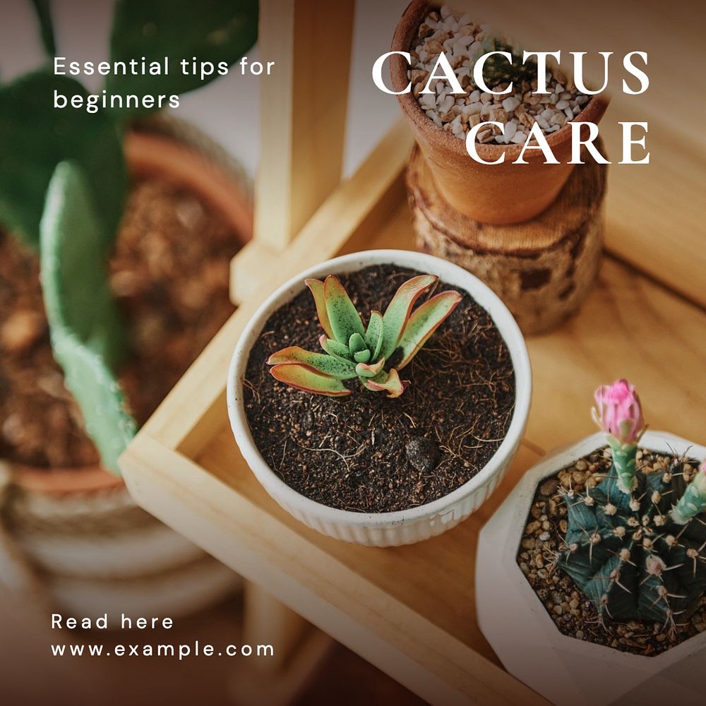 Cactus care Instagram post template, editable text