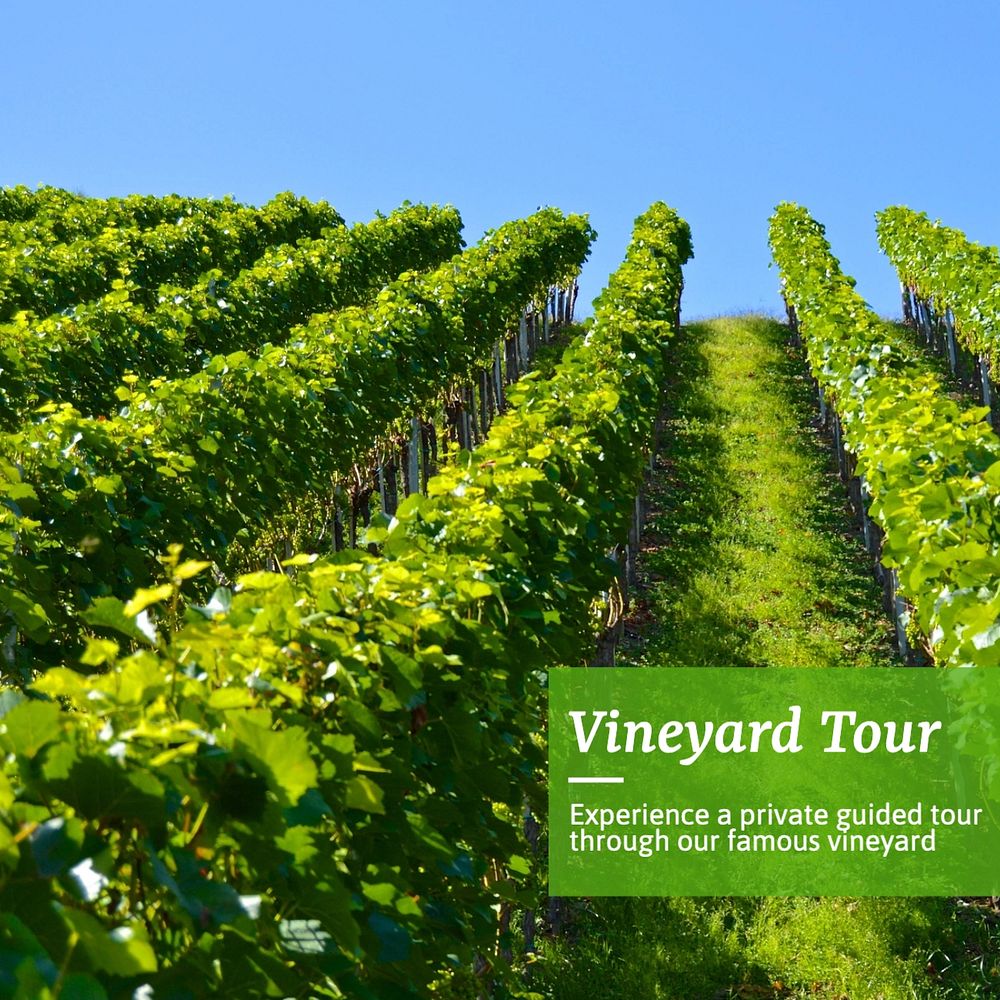 Vineyard tour Instagram post template