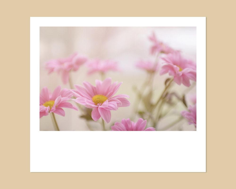 Instant film frame mockup, pink flower  editable design