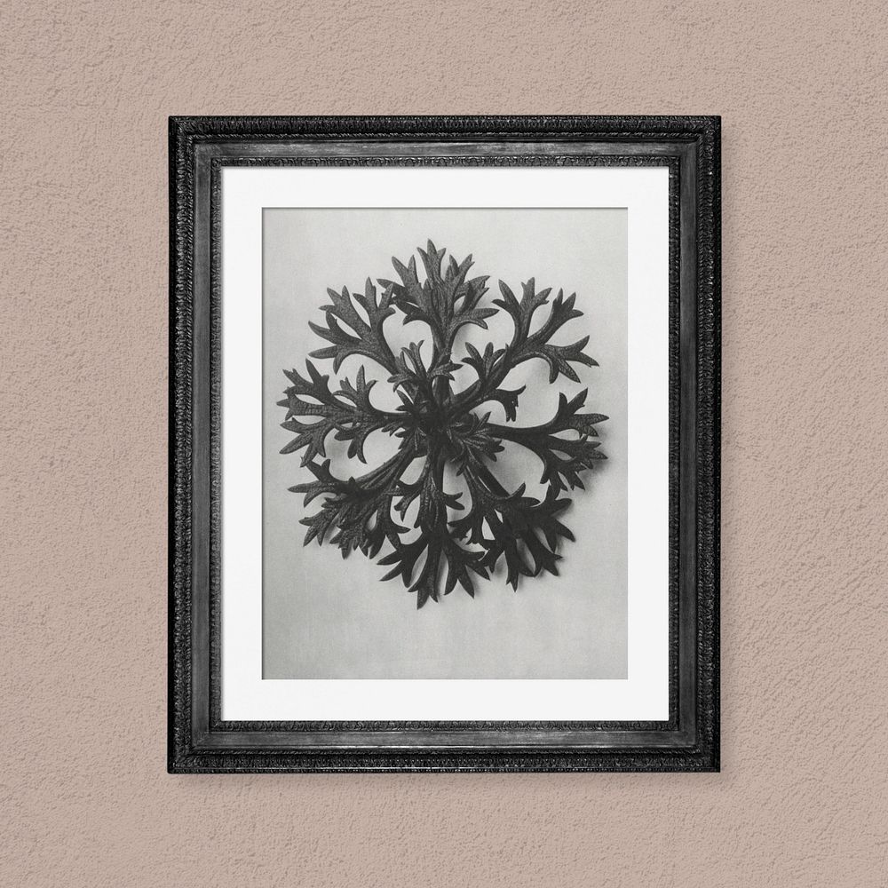 Antique picture frame mockup, Karl Blossfeldt's Saxifrage remixed by rawpixel