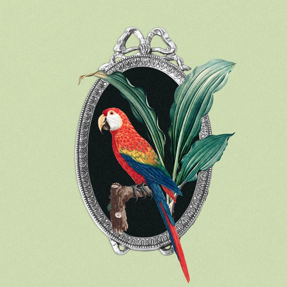 Vintage parrot & mirror, animal illustration. Remixed by rawpixel.