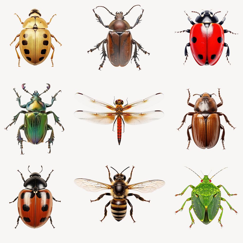 Colorful insects  illustration set psd