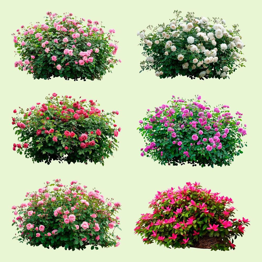 Vibrant blooming rose bushes set psd