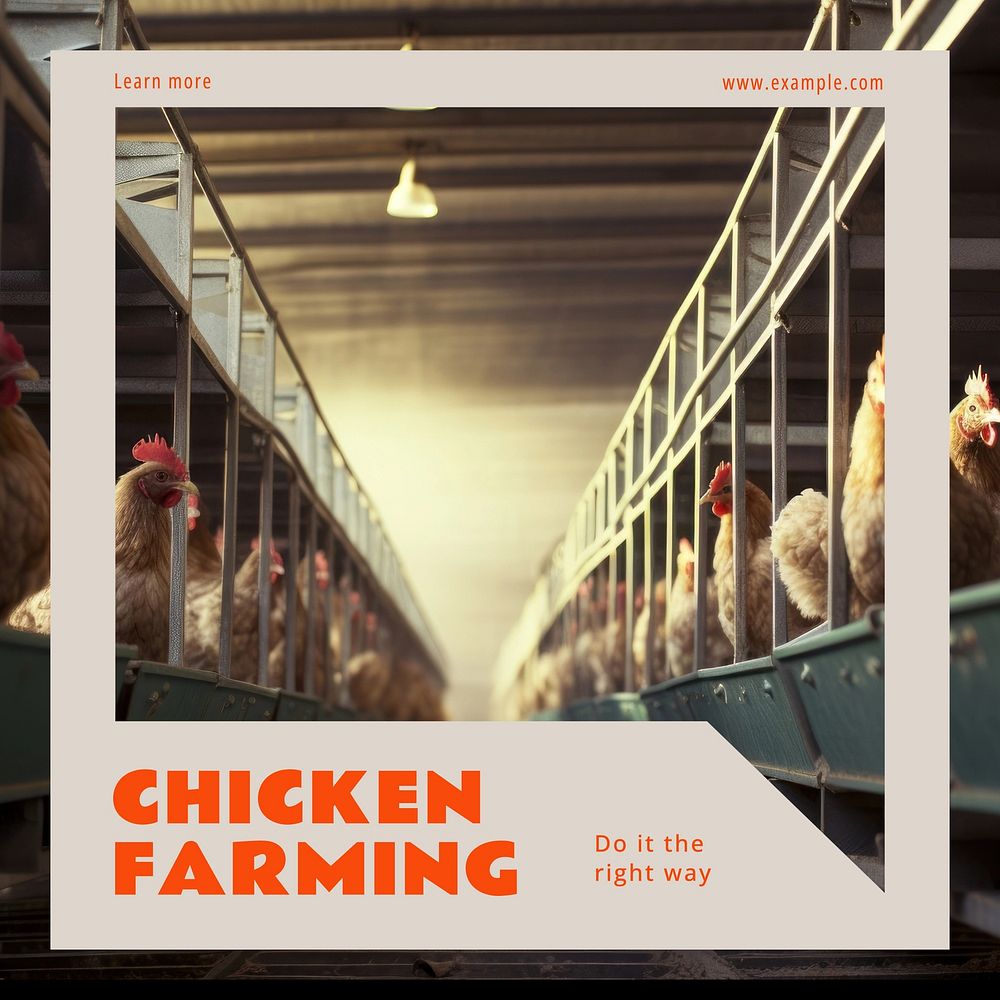 Chicken farming Instagram post template