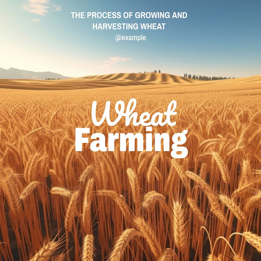 Wheat farming Instagram post template