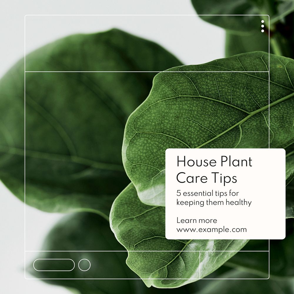 House plant care Instagram post template