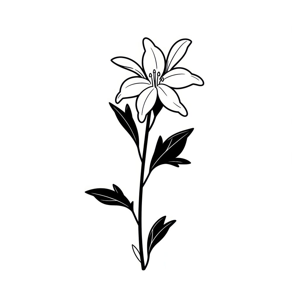Columbine flower illustrated blossom drawing.