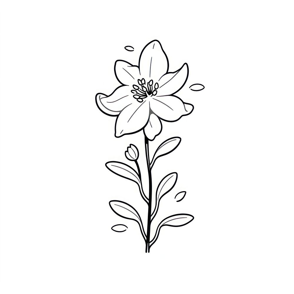 Columbine flower illustrated asteraceae graphics.