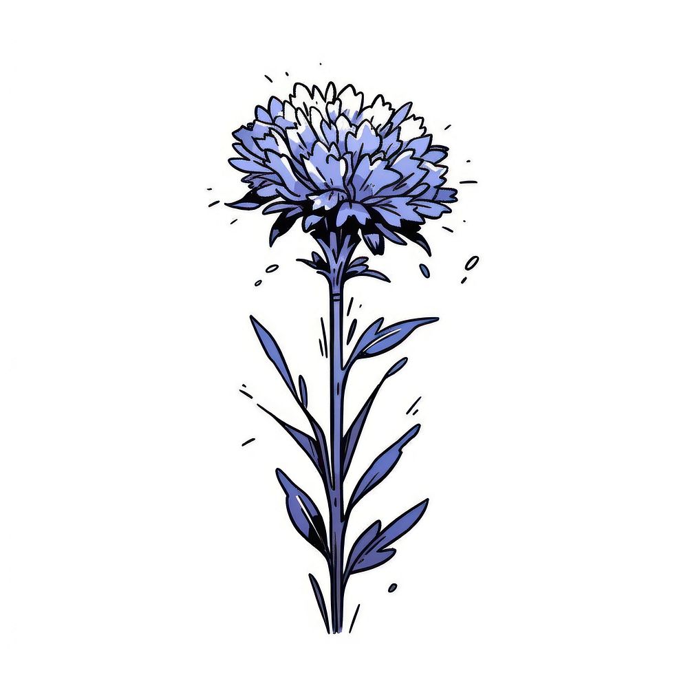 Cornflower flower illustrated asteraceae agapanthus.