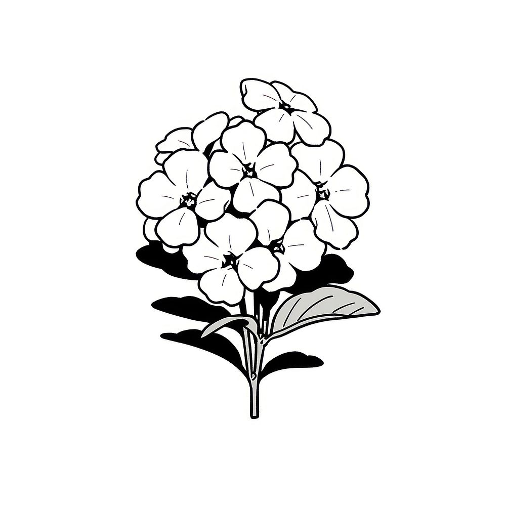 Candytuft flower illustrated drawing blossom.
