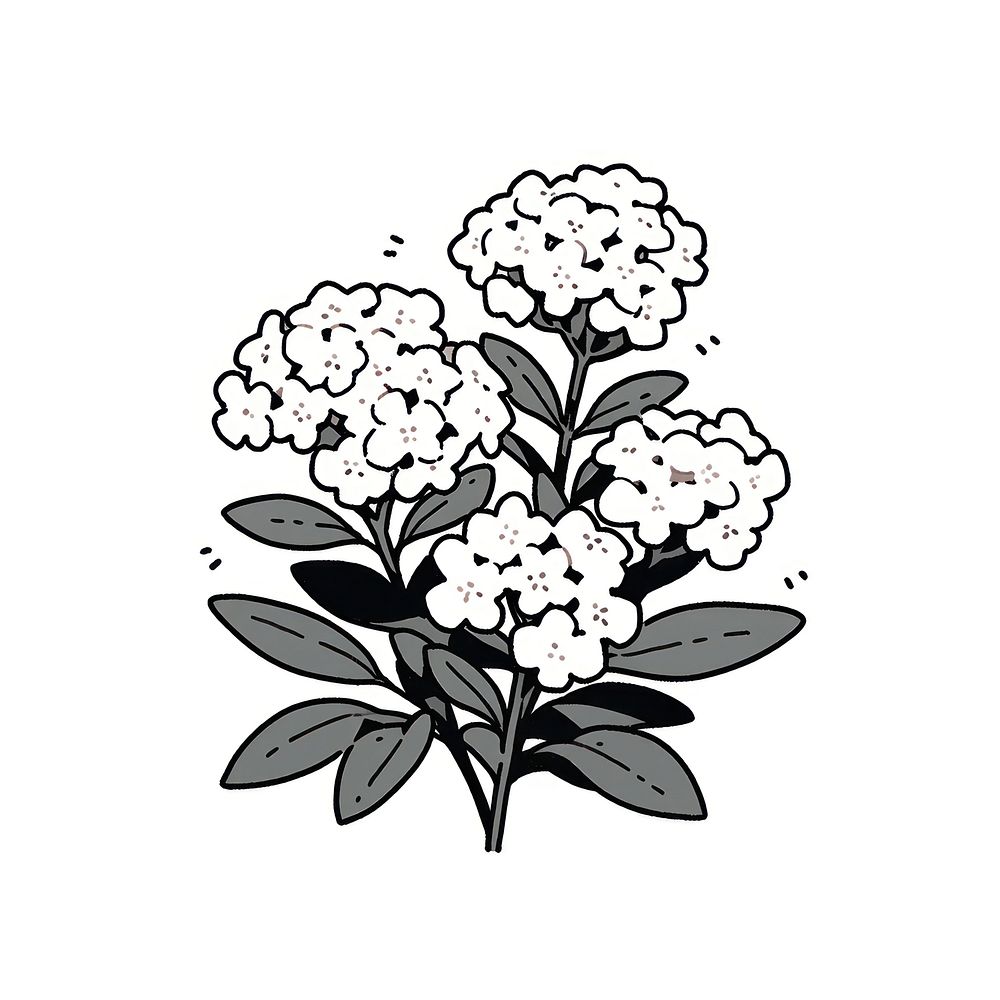 Candytuft flower illustrated graphics pattern.