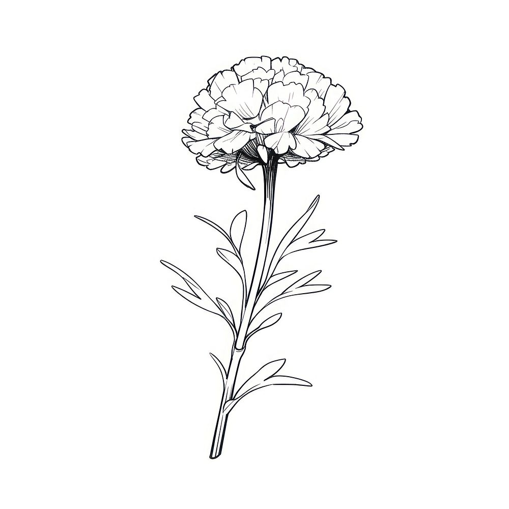 Flower illustrated carnation drawing.