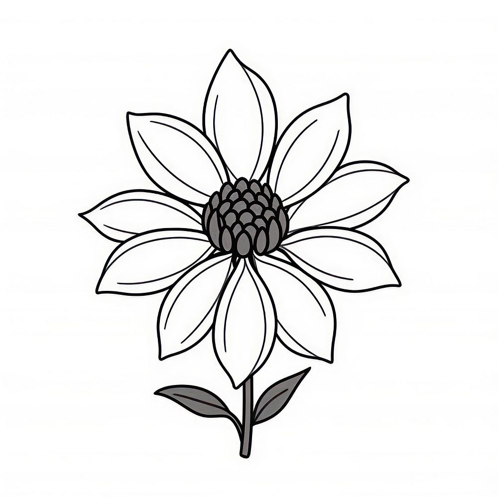 Gloriosa Daisy flower daisy illustrated asteraceae.