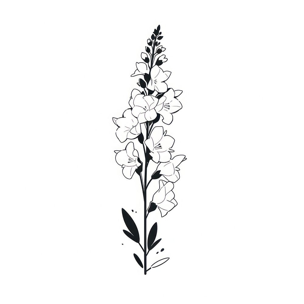 Delphinium flower illustrated blossom drawing.