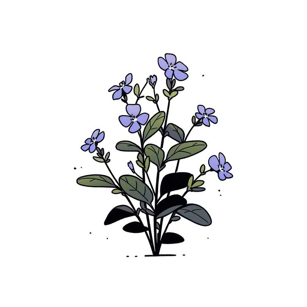 Lobelia flower illustrated acanthaceae blossom.