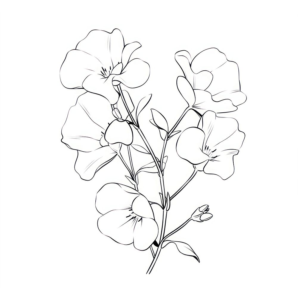 Sweet Pea flower illustrated drawing blossom.