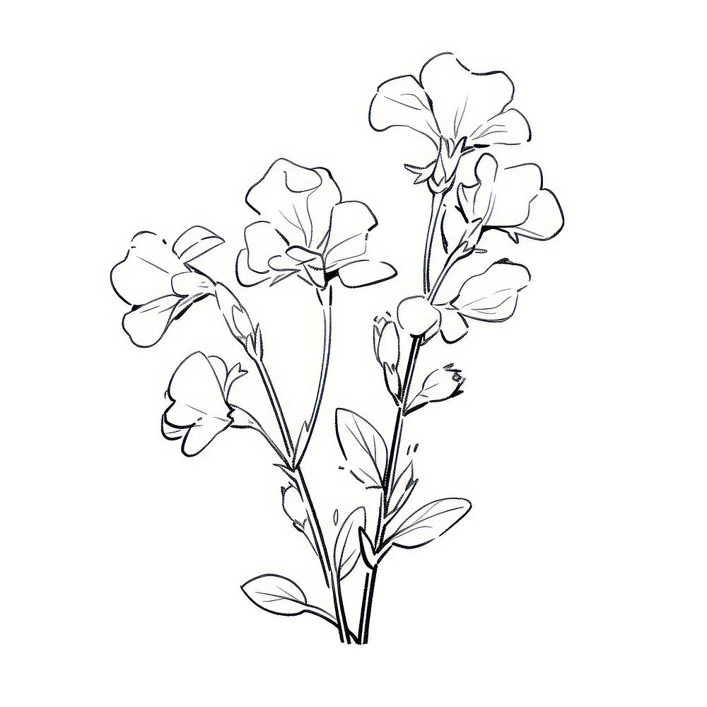 Sweet Pea flower illustrated drawing sketch.