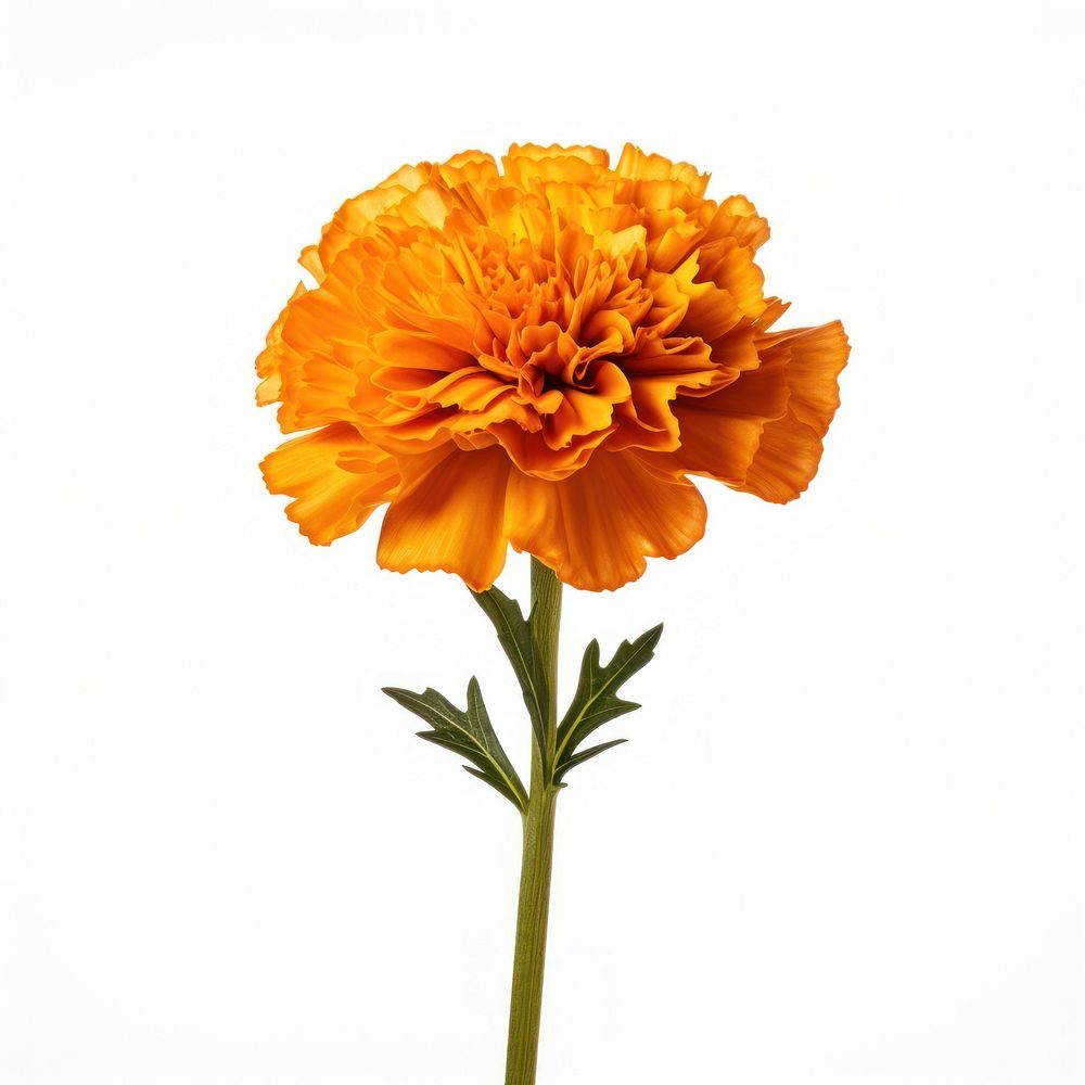 Marigold asteraceae carnation blossom.