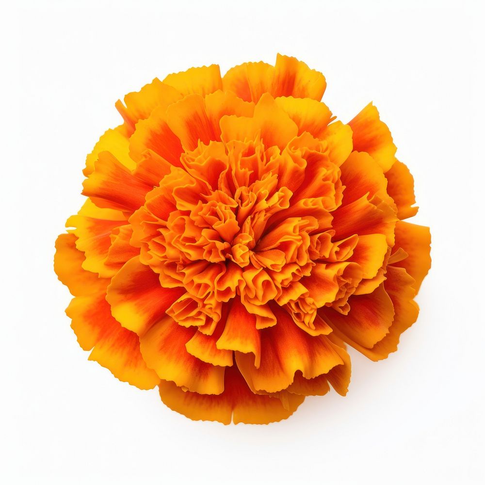 Marigold asteraceae carnation blossom.