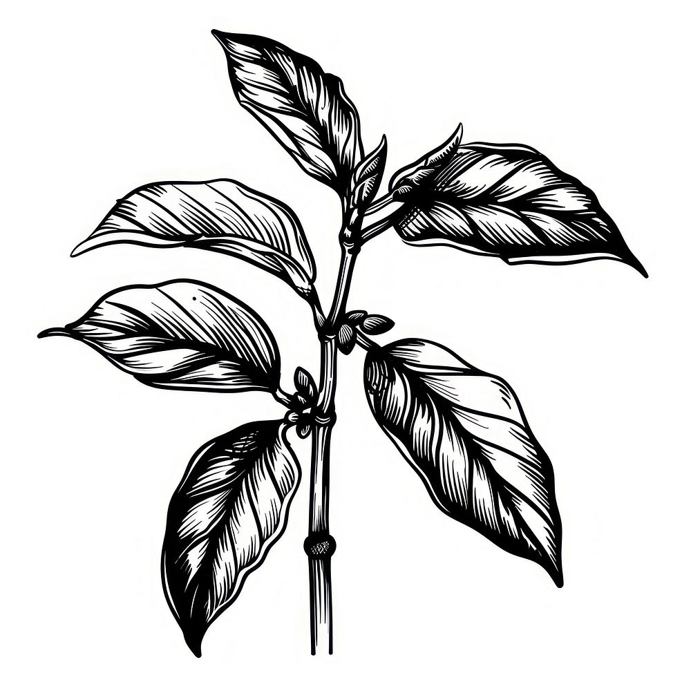Coffee plant illustrated chandelier drawing.