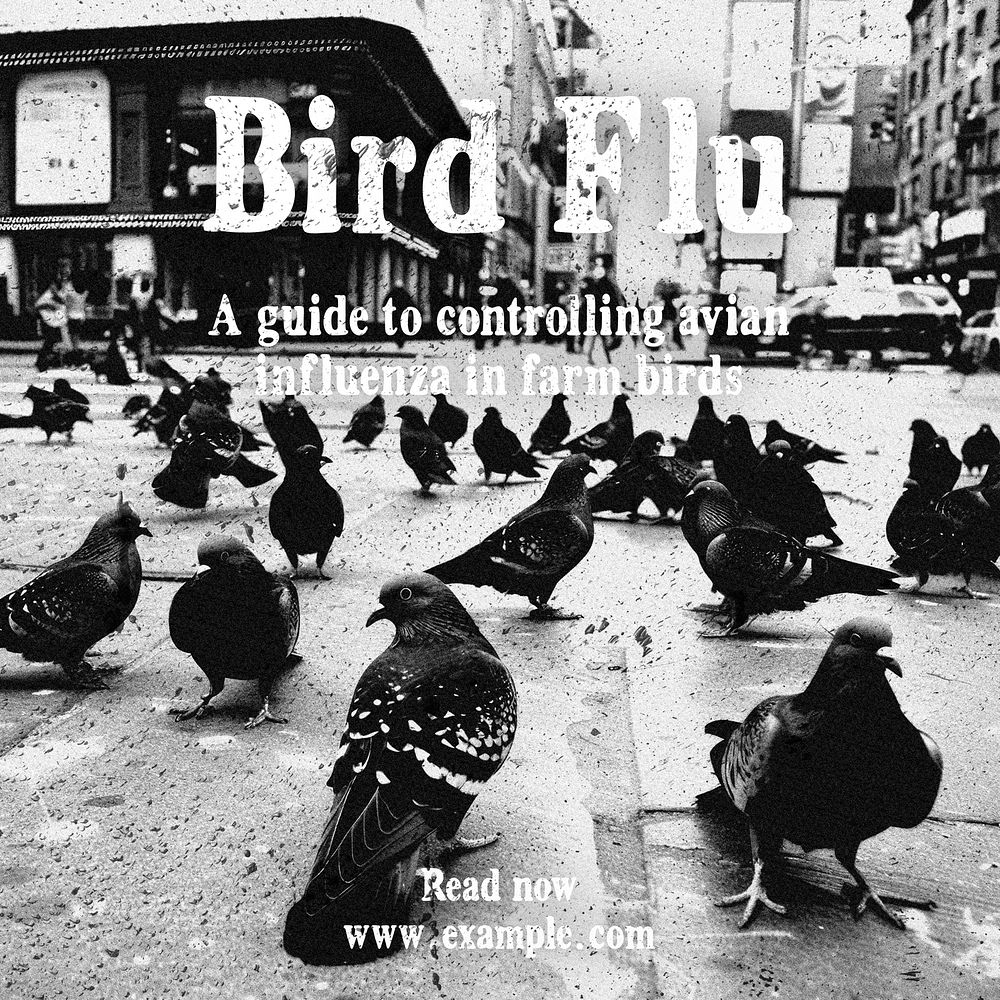 Bird flu Facebook post template