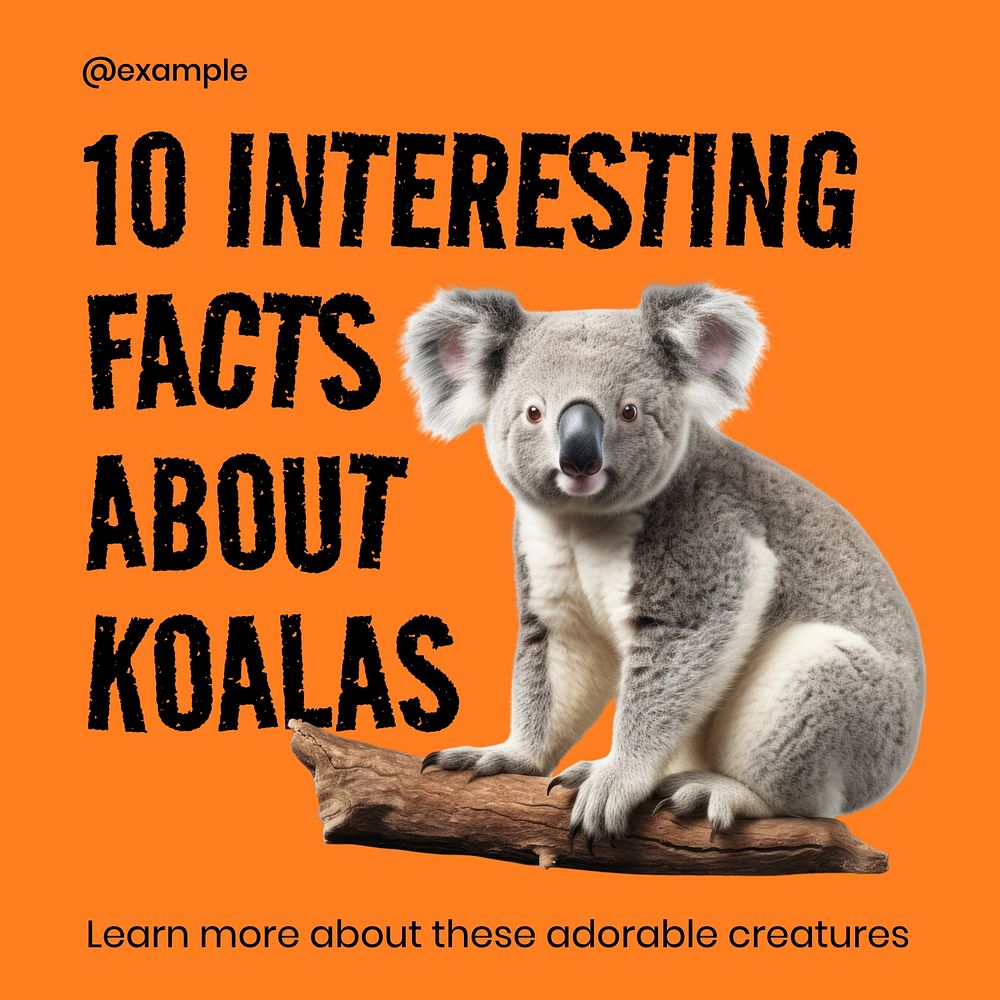 Koala facts Instagram post template