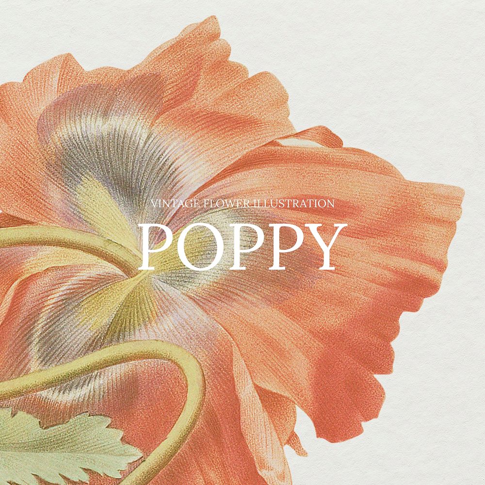 Poppy Facebook ad template, vintage flower design