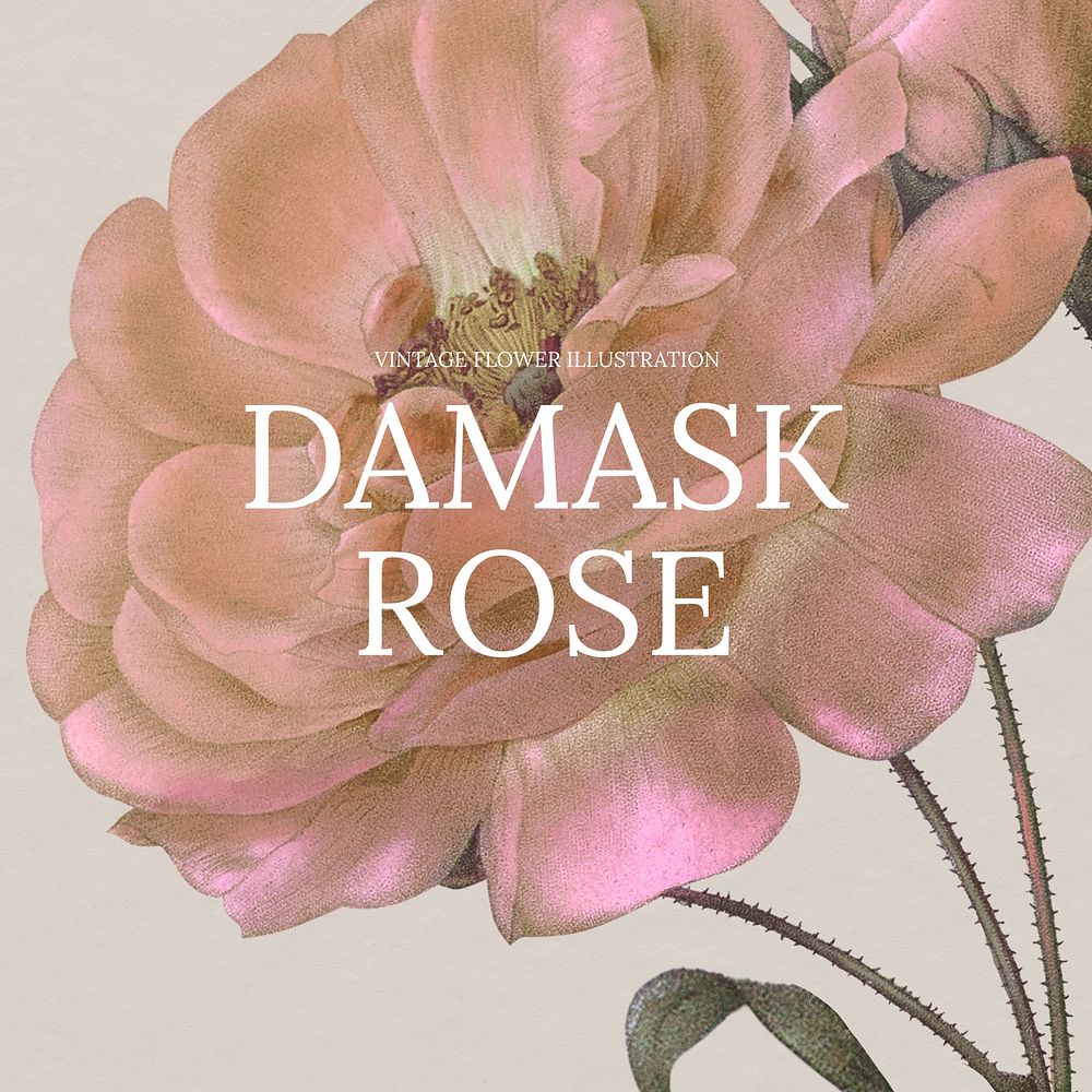 Damask rose Facebook ad template vintage flower design