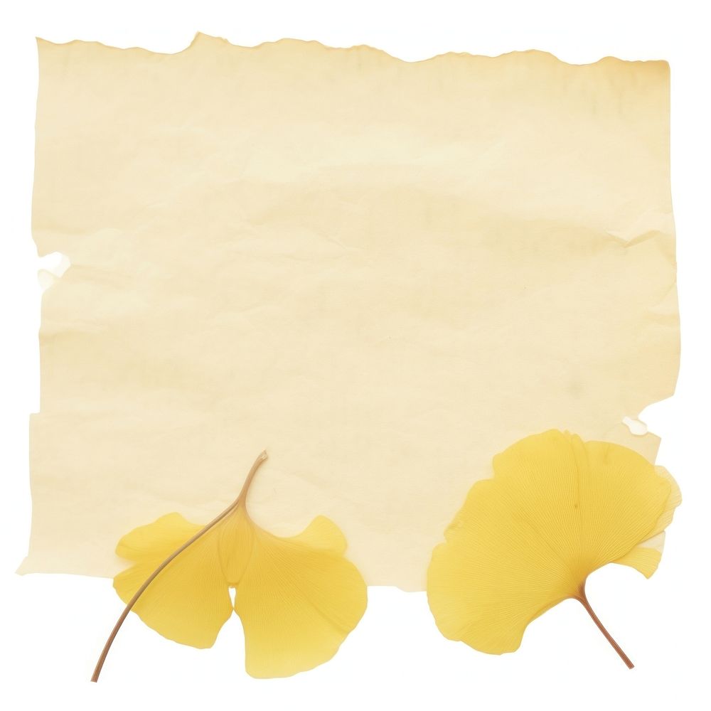 Ginkgo ripped paper text blossom flower.