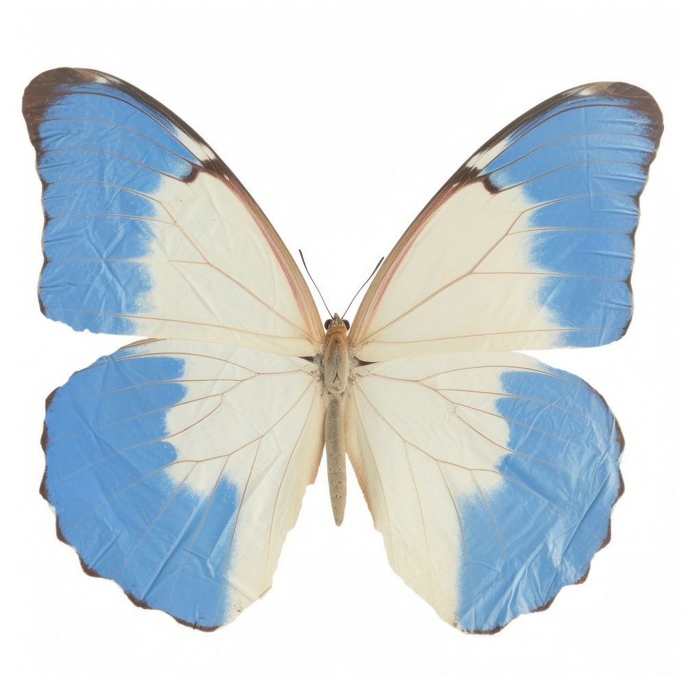 Madagascan butterfly ripped paper invertebrate | Premium Photo - rawpixel