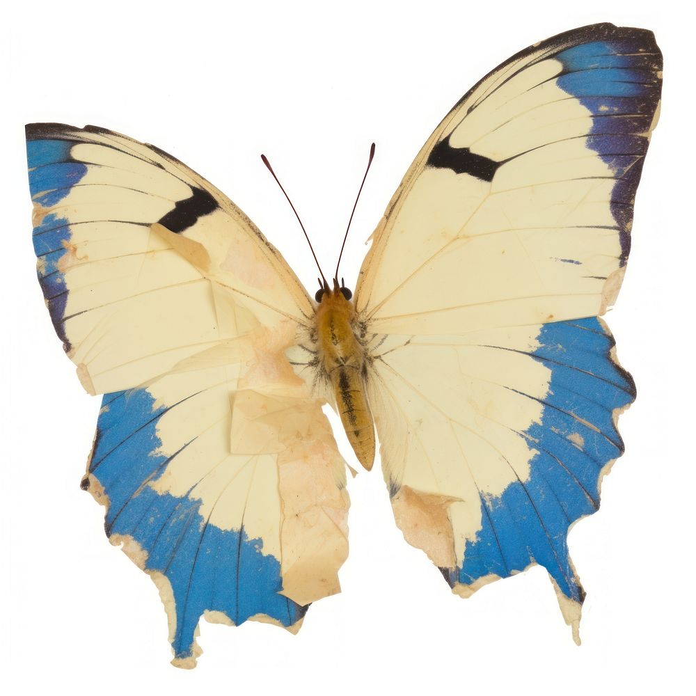 Madagascan butterfly ripped paper invertebrate animal insect.