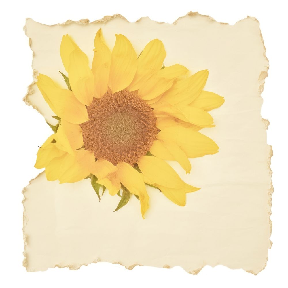 Sunflower flower ripped paper asteraceae blossom plant.