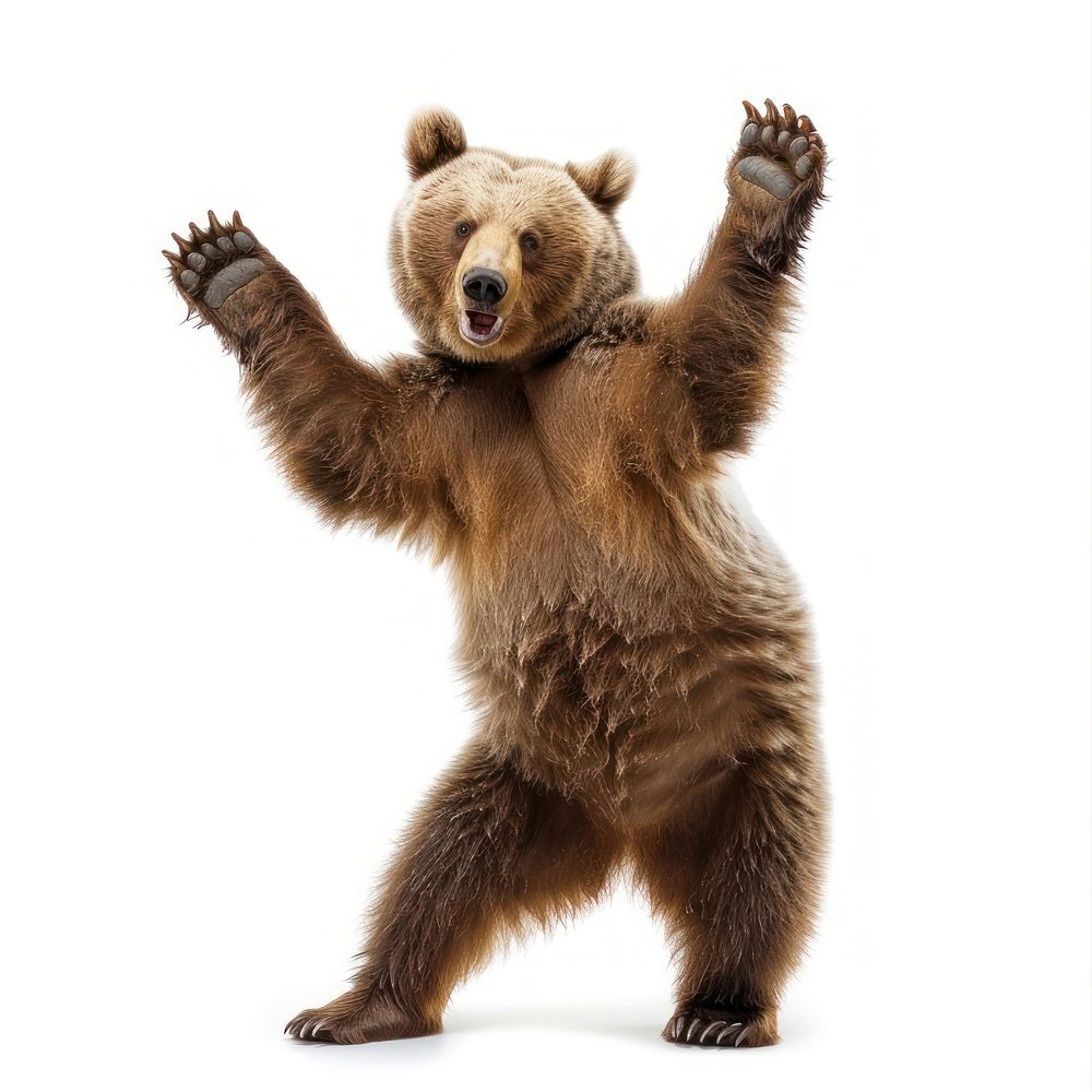 Happy smiling dancing brizzly bear wildlife animal mammal.