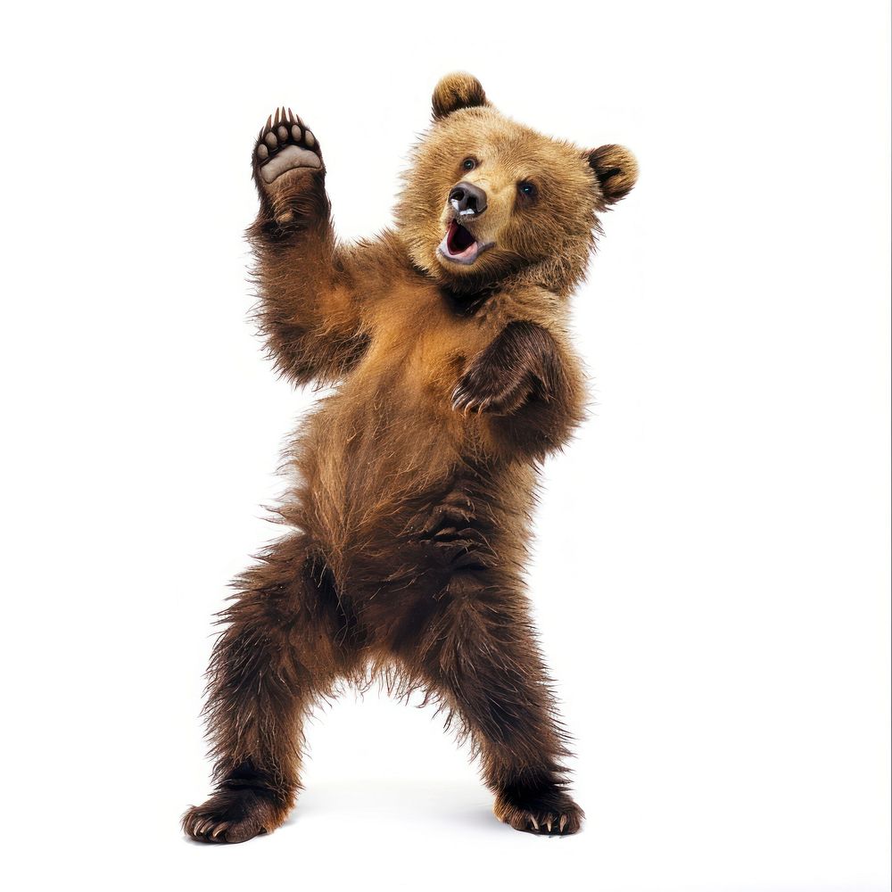 Happy smiling dancing brown bear wildlife animal mammal.