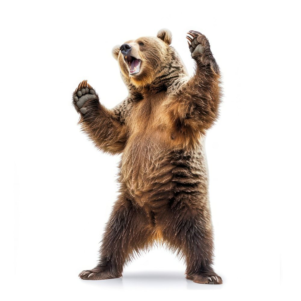 Happy smiling dancing grizzly bear wildlife animal mammal.